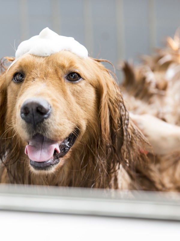Baño de perro con productos especializados para mascotas